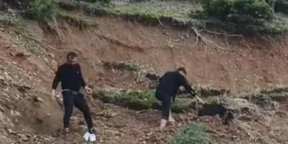 Son Anda Kurtarılan Çamura Saplanmış Keçi Hikayesi