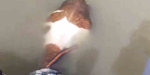 Bu Sefer Balık Değil, Tosun Avında!