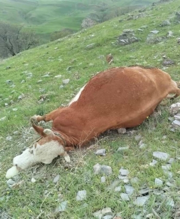 elazigda-yildirim-dusmesi-sonucu-ince-inekler-zarar-gordu-QN3JpMvp.jpg