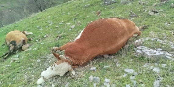 Elazığ’da Yıldırım Düşmesi Sonucu İnce İnekler Zarar Gördü