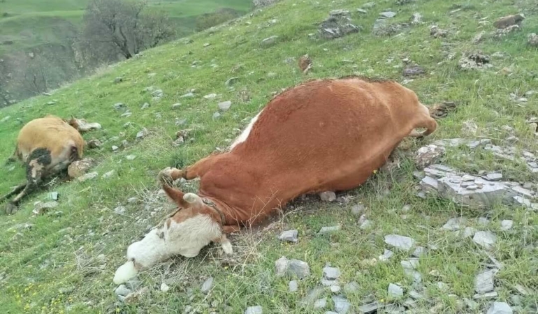 elazigda-yildirim-dusmesi-sonucu-ince-inekler-zarar-gordu-QN3JpMvp.jpg