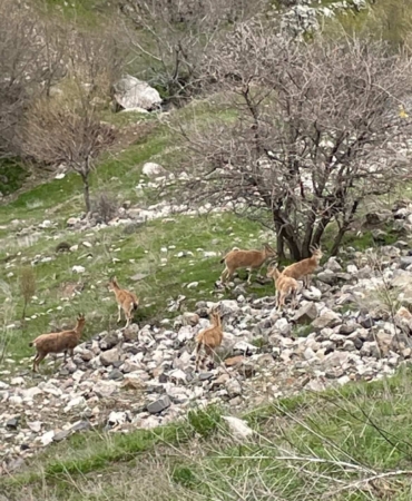 harputta-dag-kecileri-elazigin-tarihi-mahallesi-kayit-altinda-DYRLdK9U.jpg