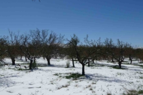 malatyada-kayisi-don-tehdidiyle-karsi-karsiya-eaWHhDxA.jpg
