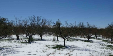 malatyada-kayisi-don-tehdidiyle-karsi-karsiya-eaWHhDxA.jpg