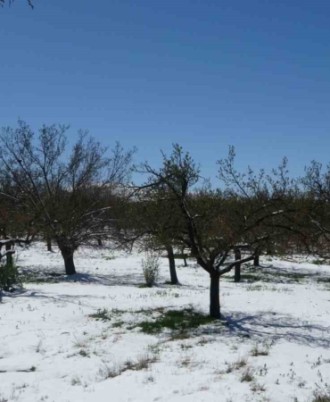 malatyada-kayisi-don-tehdidiyle-karsi-karsiya-eaWHhDxA.jpg