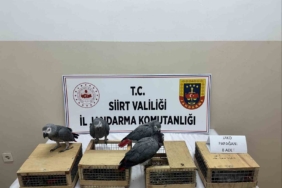 siirtte-8-jako-papagani-ele-gecirildi-hayvan-koruma-operasyonu-jV2ueHZO.jpg