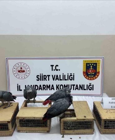 siirtte-8-jako-papagani-ele-gecirildi-hayvan-koruma-operasyonu-jV2ueHZO.jpg