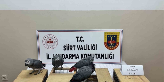 Siirt’te 8 Jako Papağanı Ele Geçirildi: Hayvan Koruma Operasyonu