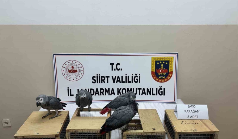 siirtte-8-jako-papagani-ele-gecirildi-hayvan-koruma-operasyonu-jV2ueHZO.jpg