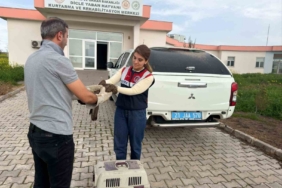 yarali-sahin-diyarbakirda-tedavi-altina-alindi-L1WqzIDq.jpg