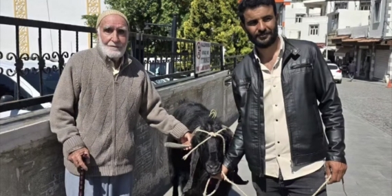 36.000 Liraya Satılan 70 Kiloluk Dev Keçi