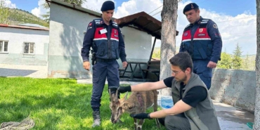 aginda-yarali-dag-kecisi-kurtarildi-ve-koruma-altina-alindi-dRzmi9IY.jpg