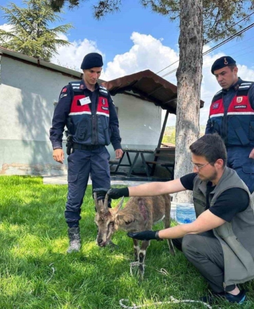 aginda-yarali-dag-kecisi-kurtarildi-ve-koruma-altina-alindi-dRzmi9IY.jpg