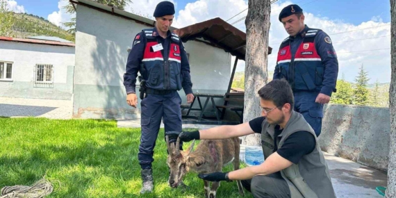 Ağın’da Yaralı Dağ Keçisi Kurtarıldı ve Koruma Altına Alındı