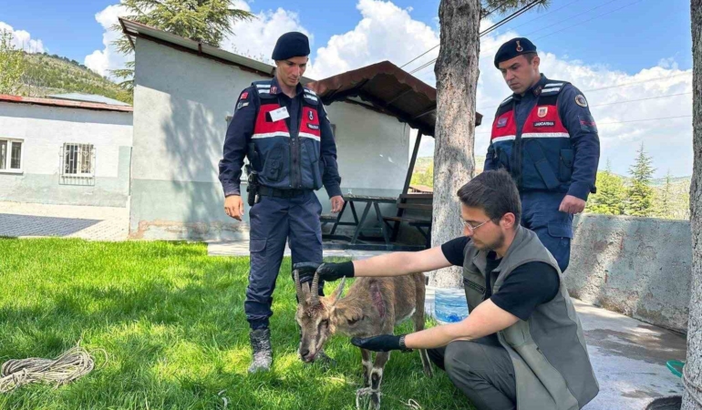 aginda-yarali-dag-kecisi-kurtarildi-ve-koruma-altina-alindi-dRzmi9IY.jpg