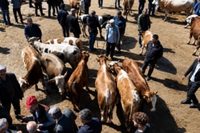 agri-kurban-pazari-canlaniyor-sevkiyatlarin-artisi-JTJnnPiz.jpg