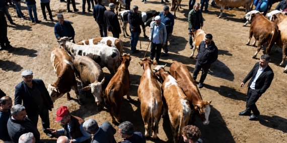 Ağrı Kurban Pazarı Canlanıyor: Sevkiyatların Artışı