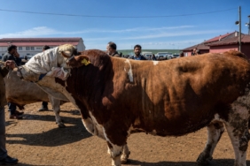 agrida-1-tonluk-barbaros-satisa-cikti-fiyat-450-bin-lira-OPK49z1F.jpg