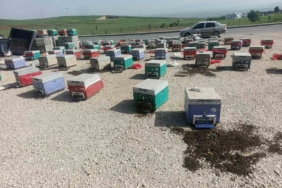 batmanda-arac-arizasi-sonucu-binlerce-ari-telef-oldu-NaWQBhe4.jpg