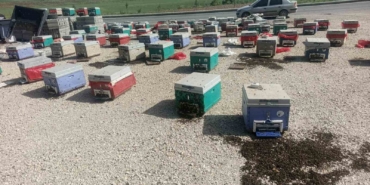 batmanda-arac-arizasi-sonucu-binlerce-ari-telef-oldu-NaWQBhe4.jpg