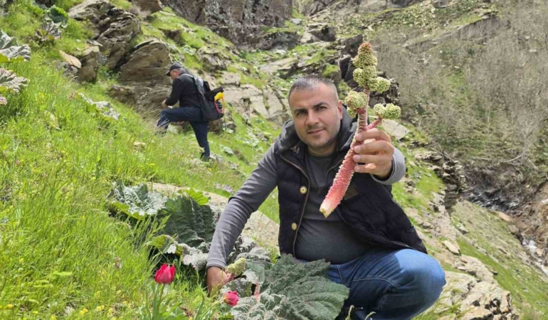 bitlisliler-yayla-muzu-icin-daglarda-bulustu-wvjHDggf.jpg