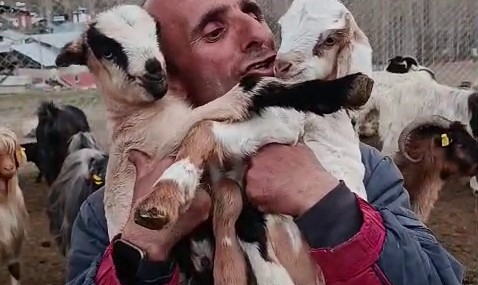 Çobanın Oğlak Aşkı ile Sıcak Kalpler