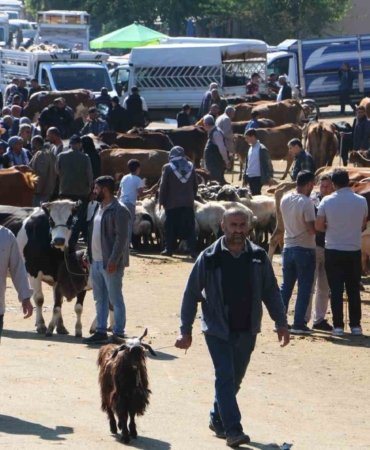 diyarbakir-canli-hayvan-borsasinda-kurbanlik-firsatlari-ve-hareketlilik-x8CQq45b.jpg