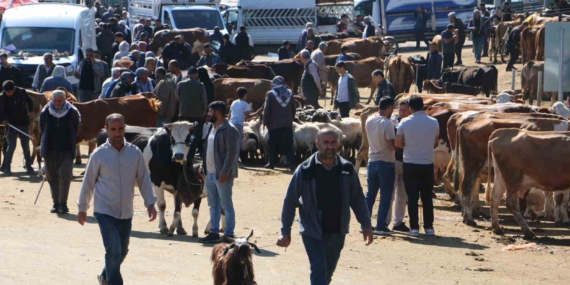 Diyarbakır Canlı Hayvan Borsasında Kurbanlık Fırsatları ve Hareketlilik