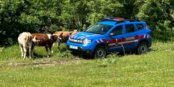 Dronla Bulunan Elazığ’ın Kaybolan İnekleri!