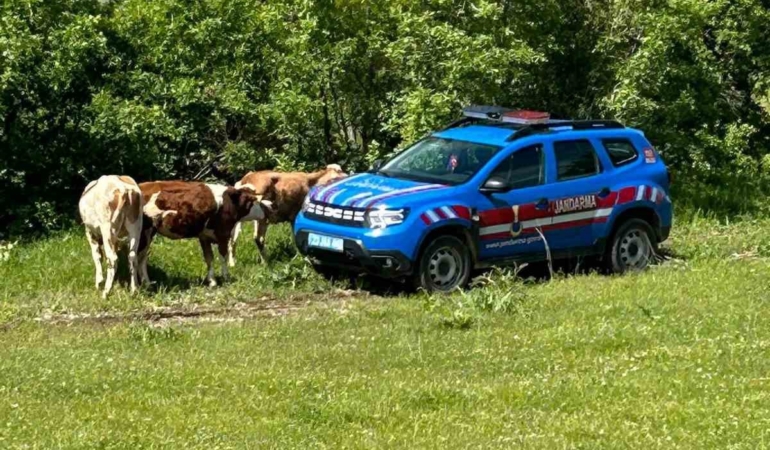dronla-bulunan-elazigin-kaybolan-inekleri-CvjISQp2.jpg