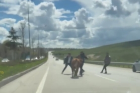 erzurumda-kurban-trafigi-kacan-hayvanlar-kaosu-surekli-kiliyor-Amd3QQIa.jpg