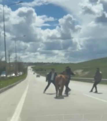 erzurumda-kurban-trafigi-kacan-hayvanlar-kaosu-surekli-kiliyor-Amd3QQIa.jpg