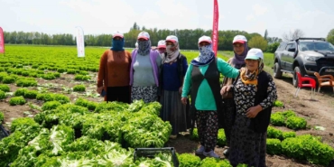 igdirda-marulun-ilk-hasadi-sezonda-coskuyla-basladi-hVLyMZG8.jpg