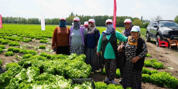 Iğdır’da Marulun İlk Hasadı Sezonda Coşkuyla Başladı