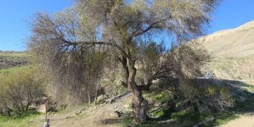 ilicada-250-yillik-anitsal-karaagac-kesfedildi-24qpAtaG.jpg