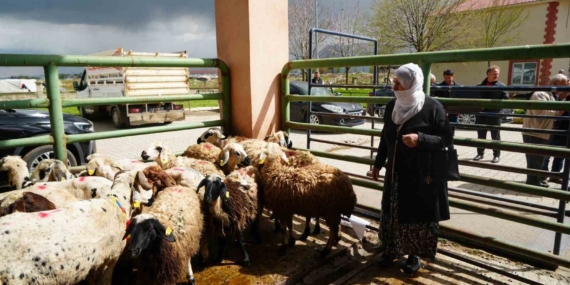 Kadın Üreticilere 3 Bin Küçükbaş Hayvan Desteği ile Tarımsal Üretime Yeni Bir Soluk
