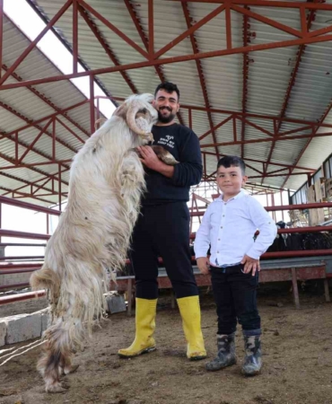 kurban-bayraminda-rekor-kiran-140-kiloluk-dev-keci-heyecani-MHZyj3DI.jpg