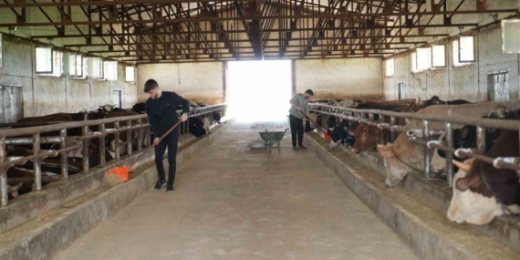 Muş’tan Batı İllere 50 Bin Kurbanlık Hayvan Taşınıyor