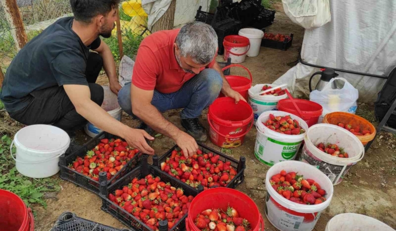 organik-cilek-ureticilerinin-pazar-destek-cigligi-ept3WIf8.jpg