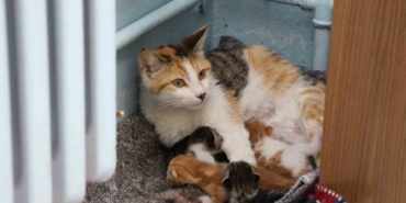 sinifin-nesesi-minik-misafirler-Em7cwDir.jpg