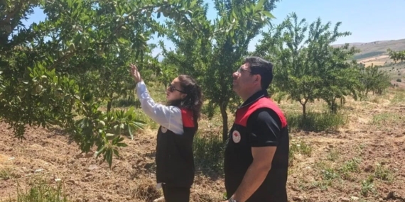 Ağın’da Badem Bahçelerinde Hastalık ve Zararlı Yönetimi