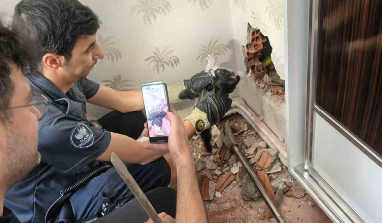 baca-boslugunda-mahsur-kalan-yavru-kedinin-kurtulus-hikayesi-7StTasJ1.jpg