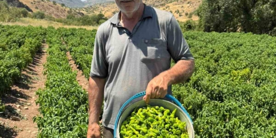Coğrafi İşaretli Çermik Biberi: Tezgahlarda Yeni Bir Lezzet!