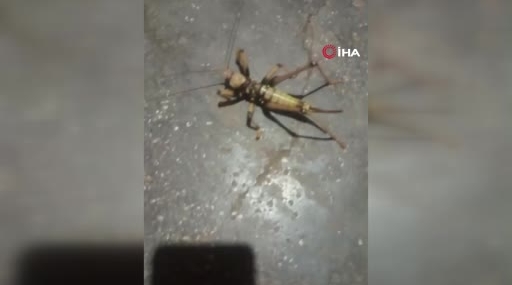 Elazığ’da Etseven Dev Çekirge Görüntülendi!