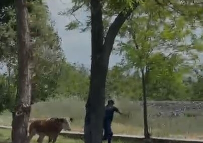 Elazığ’da Sahibinden Kaçan Dana Şehirde Paniğe Yol Açtı