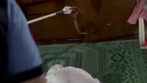 Gaziantep’te Evde Yılan Saldırısı: Paniğe Neden Olan Olay