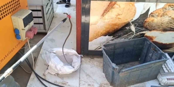 Gaziantep’te Yılan Paniği: Yerleşim Alanında Endişe Verici Durum