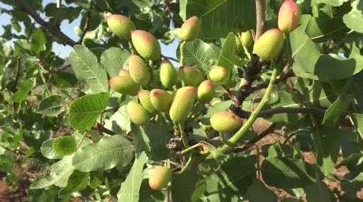 Gercüş’te Fıstık Aşılama Sezonu Açıldı
