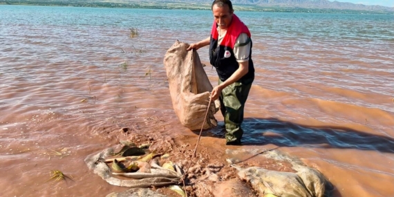 Keban Baraj Gölü’nden 700 Kilogram Canlı Sazan Kurtarıldı