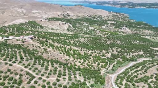 Malatya’da Sarı Altın Hasadına Başlandı: İlk Ürünler Avrupa’ya Gitmek Üzere